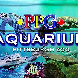PPG Aquarium | Zoo Tours