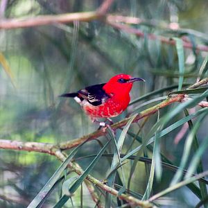 Male Scarlet Honeyeater (Myzomela sanguinolenta) - December 2019