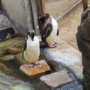 Fiordland Crested Penguins (Eudyptes pachyrhynchus) -December 2019