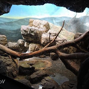 Dwarf crocodile exhibit [2015]