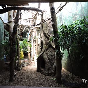White-eared titi exhibit [2015]