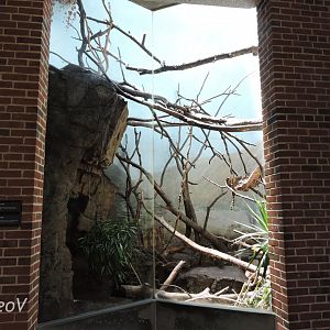 Ring-tailed coati exhibit [2015]