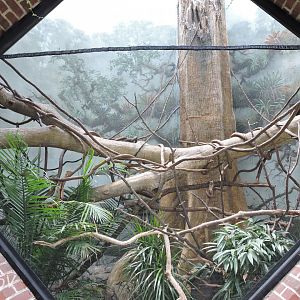 White-faced saki exhibit [2015]