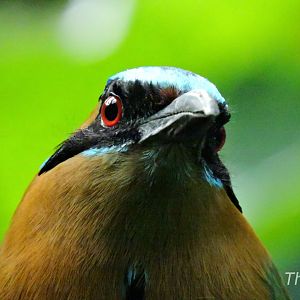 Amazonian motmot - Tropic Zone [2015]
