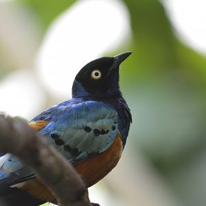 Superb starling - Tropic Zone [2017]
