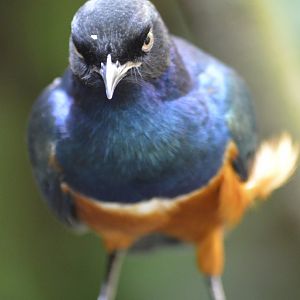 Superb starling - Tropic Zone [2017]