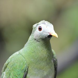 [ID] Fruit dove - Tropic Zone [2017]