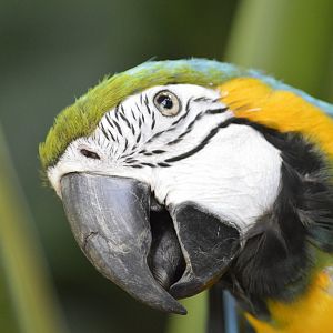 Blue-and-yellow macaw - Tropic Zone [2017]