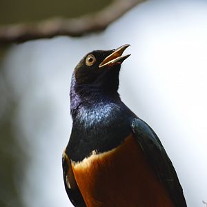 Superb starling - Tropic Zone [2017]