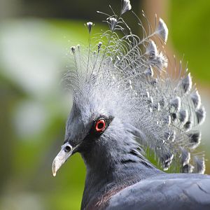 Victoria crowned pigeon - Tropic Zone [2017]