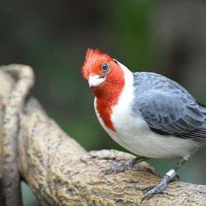 Red-crested cardinal - Tropic Zone [2017]
