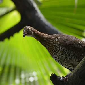 Sri Lankan junglefowl - Tropic Zone [2017]