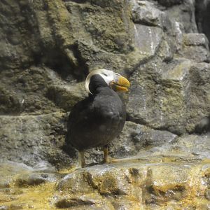 Tufted puffin [2017]