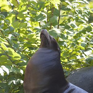 California sea lion [2017]