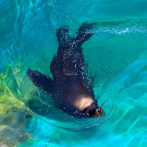 Male Australian Sea Lion (Neophoca cinerea) - December 2019