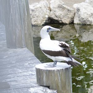 Masked booby - Florida  Keys Wild Bird Center [2017]