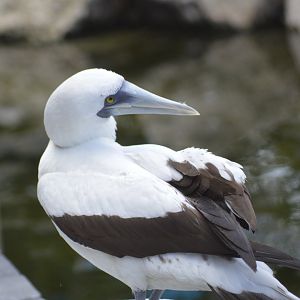 Masked booby - Florida  Keys Wild Bird Center [2017]