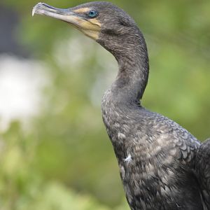 Double-crested cormorant - Florida  Keys Wild Bird Center [2017]