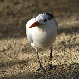 Royal tern - Florida  Keys Wild Bird Center [2017]
