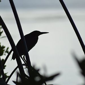 Green heron - Florida  Keys Wild Bird Center [2017]
