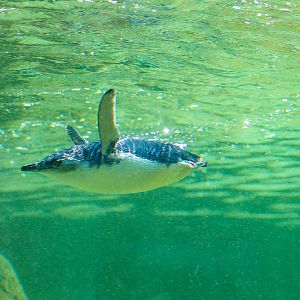 Little Penguin (Eudyptula minor) - December 2019