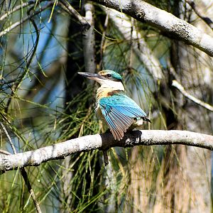 Sacred Kingfisher (Todiramphus sanctus)
