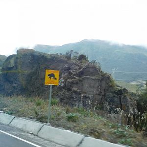 Spectacled bear roadsign