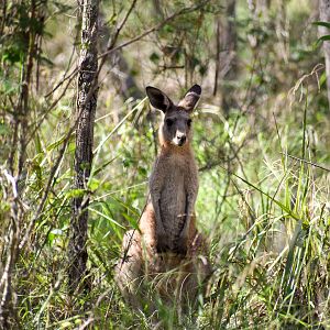 Eastern Grey Kangaroo (Macropus giganteus)