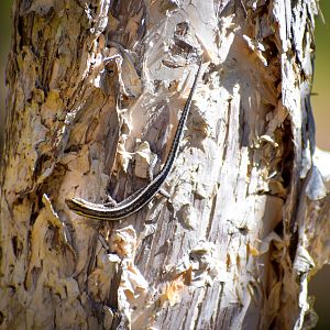 Elegant Snake-eyed Skink (Cryptoblepharus pulcher)