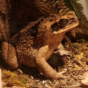 Giant cane toad
