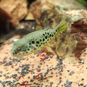 Congolese freshwater pufferfish