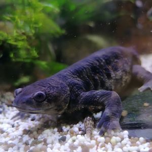 Algerian ribbed newt