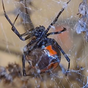 Southern black widow spider (Latrodectus mactans)