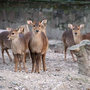 Hog Deer Herd