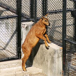 Red Goral (Naemorhedus baileyi)