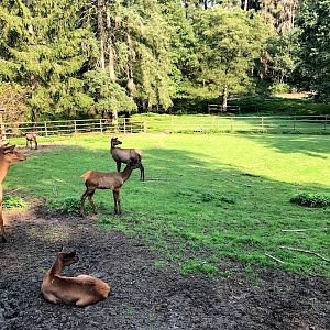 Wildpark Lüneburger Heide- elk group- 2020