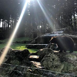 Wildpark Lüneburger Heide- Kamchatkan brown bear- 2020