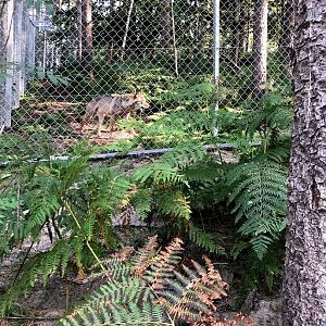 Wildpark Lüneburger Heide- grey wolf walking through dense fern- 2020