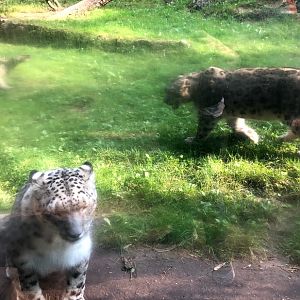 Wildpark Lüneburger Heide- snow leopards- 2020