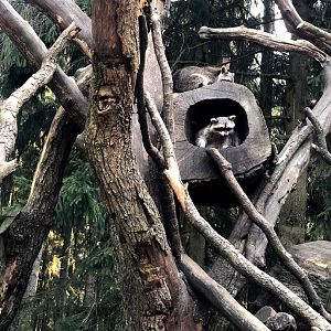 Wildpark Lüeneburger Heide- two racoons- 2020