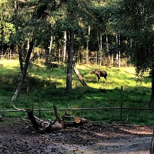 Wildpark Lüneburger Heide- moose standing in its enclosure- 2020