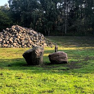 Wildpark Lüneburger Heide- ibex enclosure- 2020