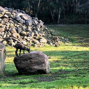 Wildpark Lüneburger Heide- ibex- 2020