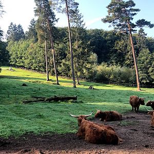 Wildpark Lüneburger Heide- enclosure for galloways- 2020