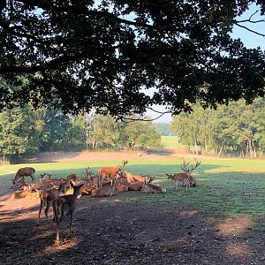 Wildpark Lüneburger Heide- red deer group- 2020