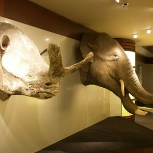 Brontotherium & Amebelodon in the Biochron