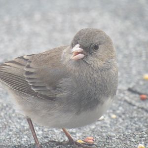 Dark eyed junco