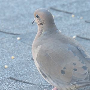 Mourning dove