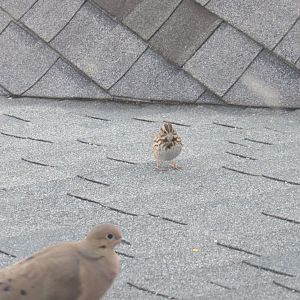 Mourning dove and song sparrow