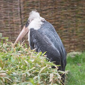 Marabou stork